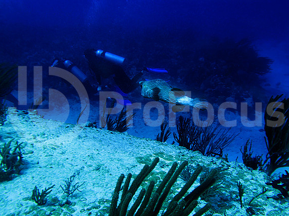 Submarina