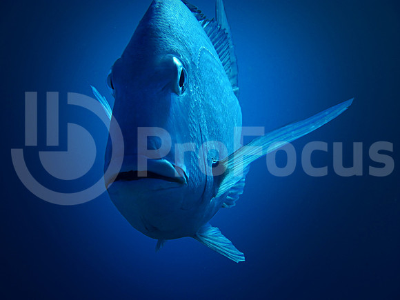 Submarina