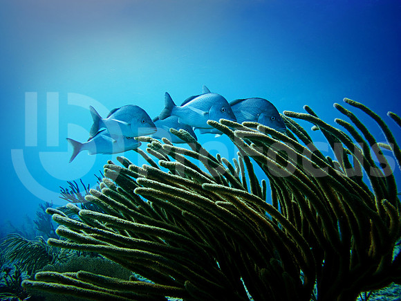 Submarina