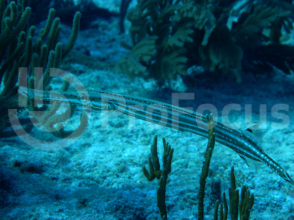 Submarina