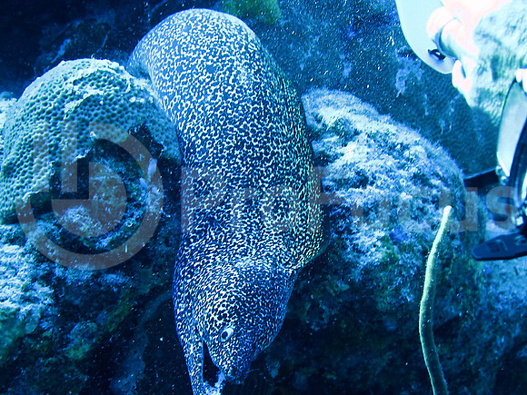 Submarina