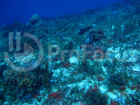 Submarina