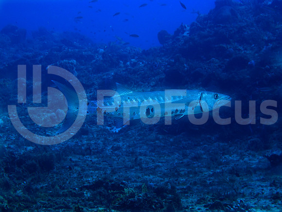Submarina