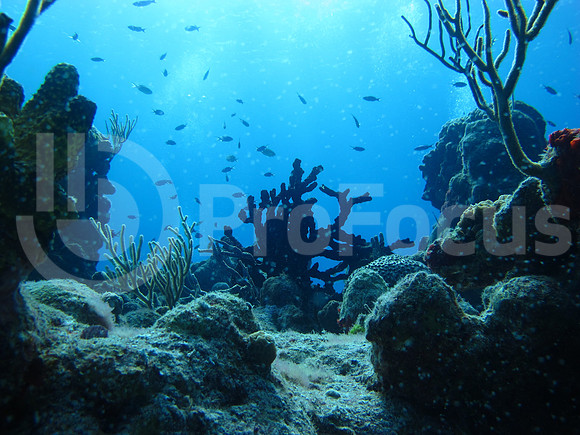 Submarina