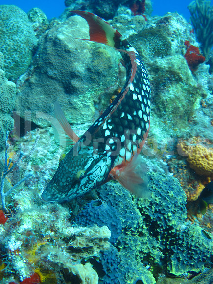 Submarina