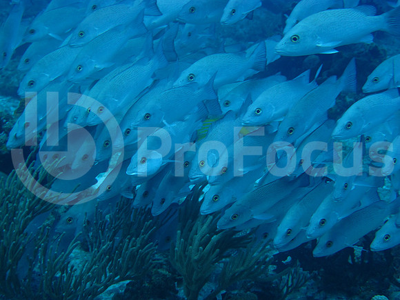 Submarina
