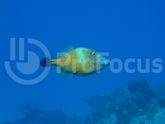 Submarina