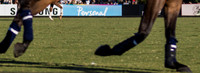POLO PERSONAL 2016