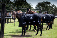 ELLERSTINA vs LAS MONJITAS