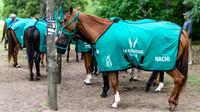 LA NATIVIDAD 13 vs LA DOLFINA SAUDI 10