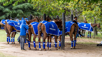 ELLERSTINA 23 vs LA IRENITA 11