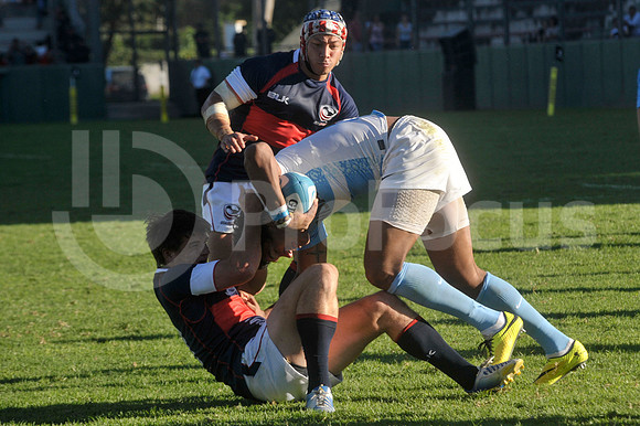 PUMAS EN SALTA