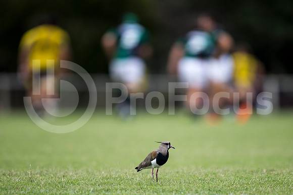 Nacional de Clubes 2015 - La Plata vs Tucumán Rugby