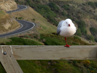 DUNEDIN