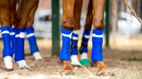 CRIA LA DOLFINA 9 vs ELLERSTINA 8