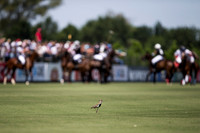 ELLERSTINA vs CHAPALEUFU